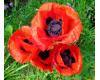 Papaver. Poppy Orientale Allegro 200 seeds